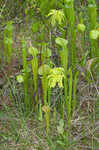 Green pitcherplant